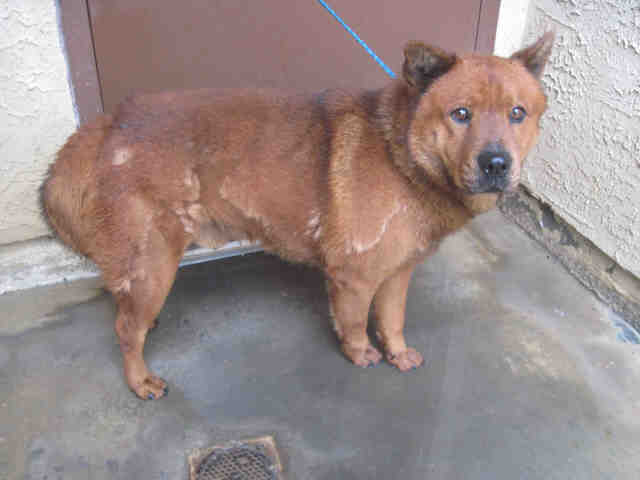 Main Photo of this Dog
